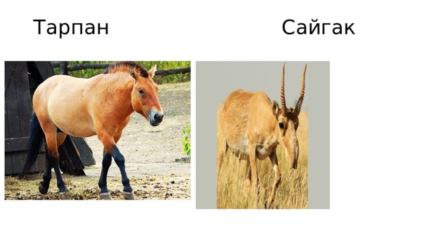 Тарпан Сайгак 