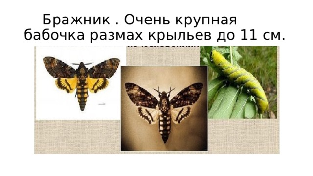  Бражник . Очень крупная бабочка размах крыльев до 11 см. 