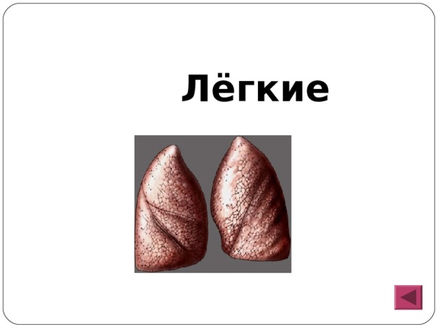  Лёгкие 