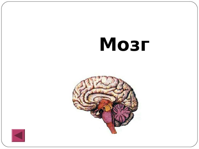  Мозг 
