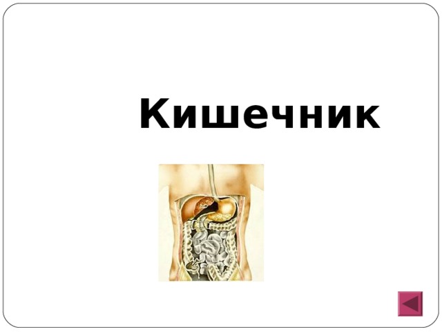  Кишечник 