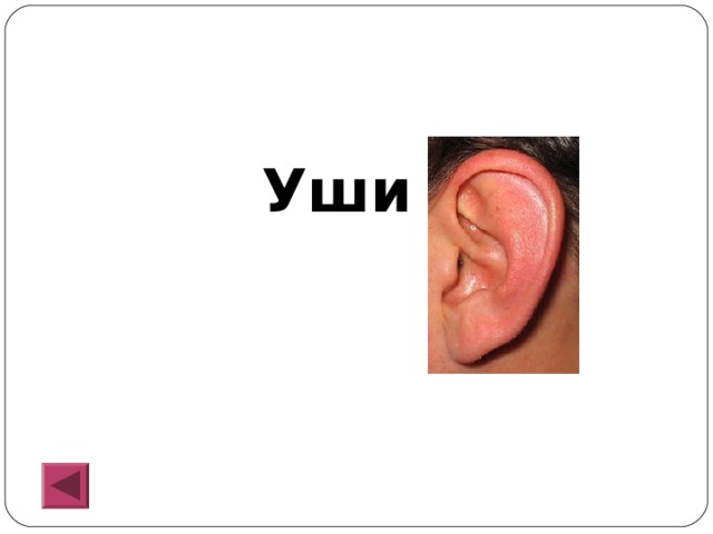  Уши 