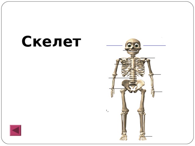 Скелет 