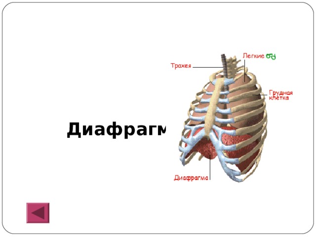  Диафрагма 