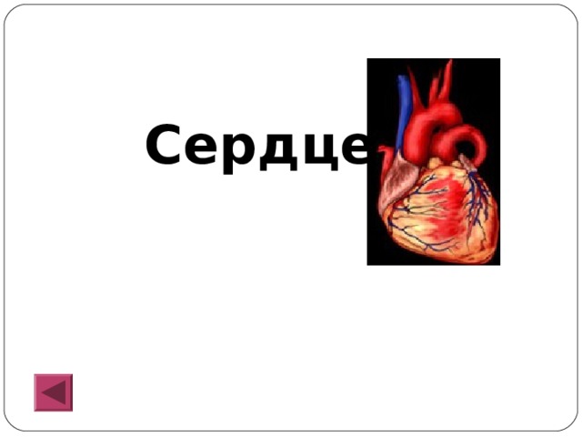  Сердце 