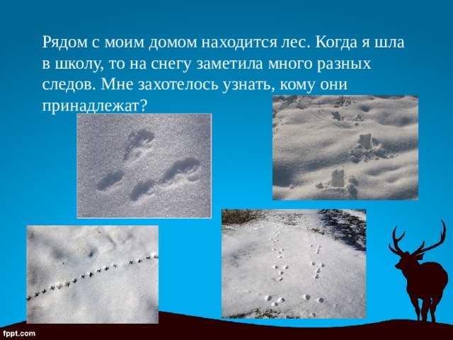 Рядом с моим домом находится лес. Когда я шла в школу, то на снегу заметила много разных следов. Мне захотелось узнать, кому они принадлежат? 