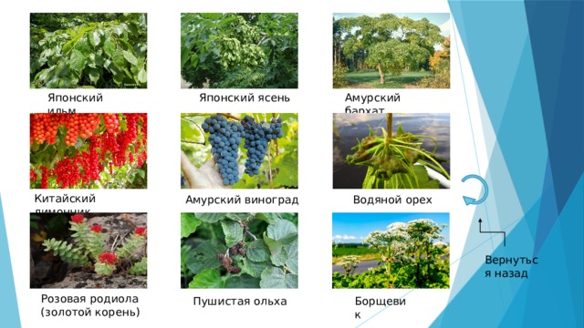 Японский ильм Японский ясень Амурский бархат Китайский лимонник Амурский виноград Водяной орех Вернуться назад Розовая родиола (золотой корень) Пушистая ольха Борщевик 