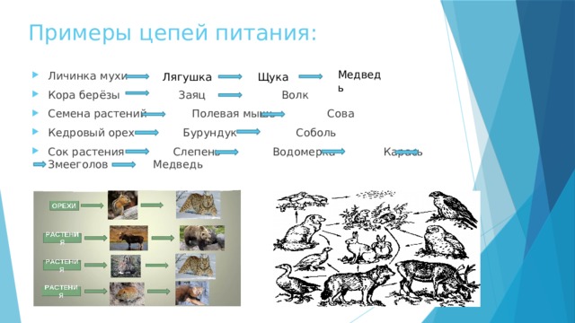Примеры цепей питания: Медведь Личинка мухи Кора берёзы Заяц Волк Семена растений Полевая мышь Сова Кедровый орех Бурундук Соболь Сок растения Слепень Водомерка Карась Змееголов Медведь Лягушка Щука 