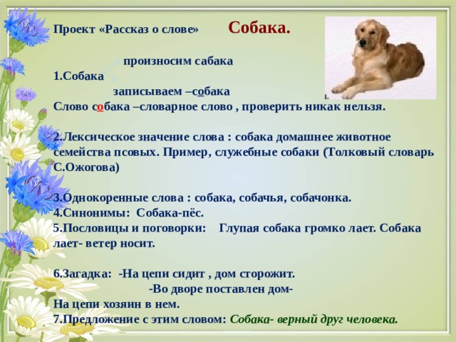 Проект «Рассказ о слове» Собака.   произносим сабака 1.Собака  записываем –с о бака Слово с о бака –словарное слово , проверить никак нельзя.  2.Лексическое значение слова : собака домашнее животное семейства псовых. Пример, служебные собаки (Толковый словарь С.Ожогова)  3.Однокоренные слова : собака, собачья, собачонка. 4.Синонимы: Собака-пёс. 5.Пословицы и поговорки: Глупая собака громко лает. Собака лает- ветер носит.  6.Загадка: -На цепи сидит , дом сторожит. -Во дворе поставлен дом- На цепи хозяин в нем. 7.Предложение с этим словом: Собака- верный друг человека. 