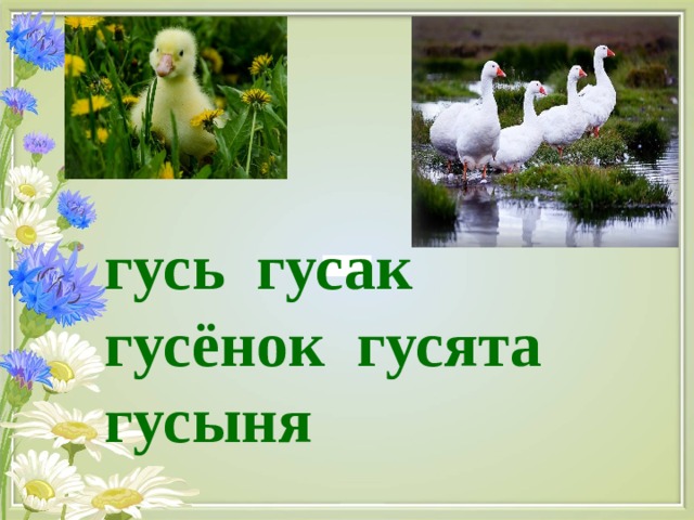 гусь гусак гусёнок гусята гусыня 