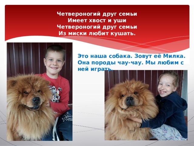 Четвероногий друг семьи  Имеет хвост и уши  Четвероногий друг семьи  Из миски любит кушать. Это наша собака. Зовут её Милка. Она породы чау-чау. Мы любим с ней играть. 