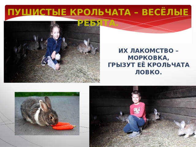 Пушистые крольчата – весёлые ребята. Их лакомство – морковка, Грызут её крольчата ловко. 