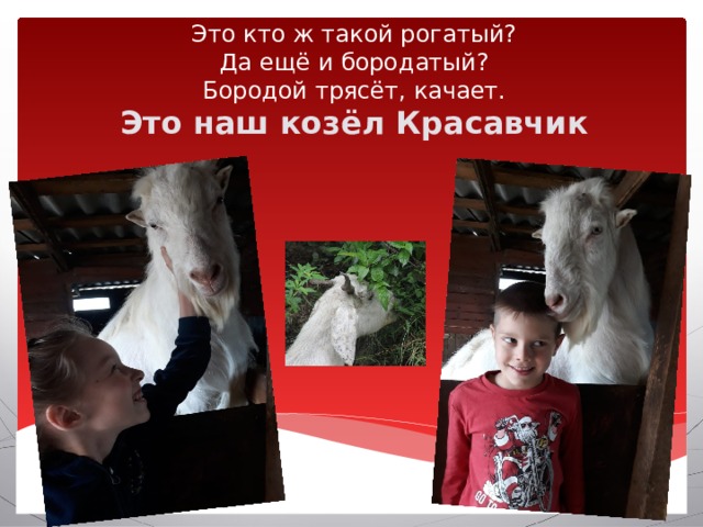     Это кто ж такой рогатый?  Да ещё и бородатый?  Бородой трясёт, качает.  Это наш козёл Красавчик   