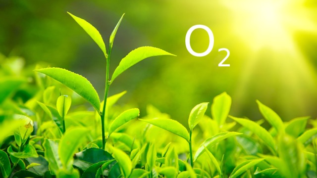 O 2 