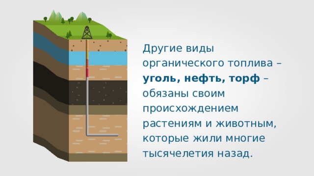 Другие виды органического топлива – уголь, нефть, торф – обязаны своим происхождением растениям и животным, которые жили многие тысячелетия назад. 