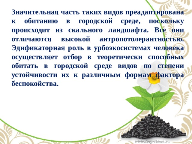 Значительная часть таких видов преадаптирована к обитанию в городской среде, поскольку происходит из скального ландшафта. Все они отличаются высокой антропотолерантностью. Эдификаторная роль в урбоэкосистемах человека осуществляет отбор в теоретически способных обитать в городской среде видов по степени устойчивости их к различным формам фактора беспокойства.   