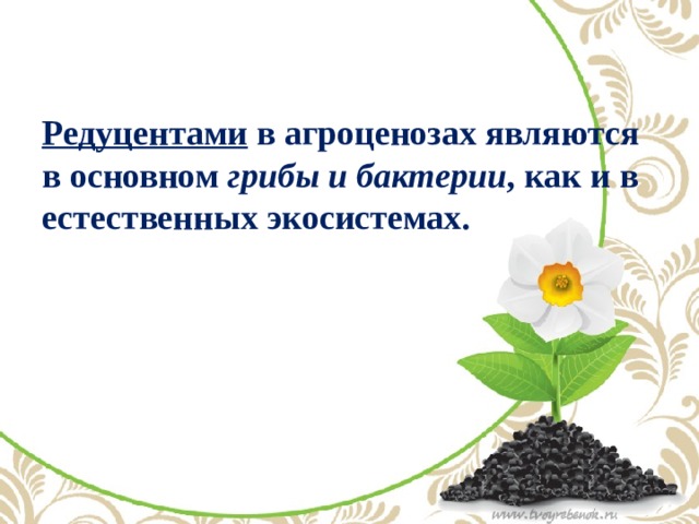 Редуцентами в агроценозах являются в основном грибы и бактерии , как и в естественных экосистемах.   