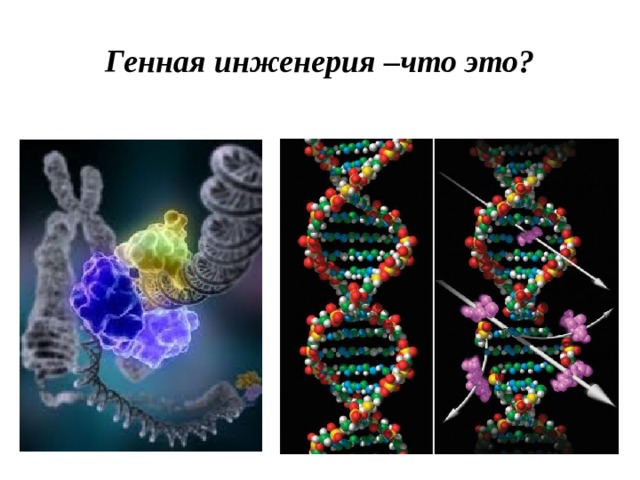 Генная инженерия –что это? 