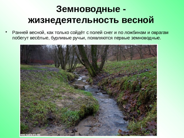 Земноводные - жизнедеятельность весной Ранней весной, как только сойдёт с полей снег и по ложбинам и оврагам побегут весёлые, бурливые ручьи, появляются первые земноводные. 