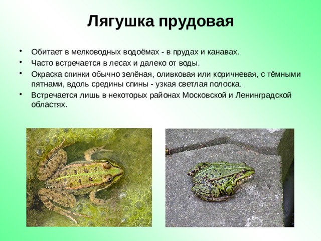 Лягушка прудовая Обитает в мелководных водоёмах - в прудах и канавах. Часто встречается в лесах и далеко от воды. Окраска спинки обычно зелёная, оливковая или коричневая, с тёмными пятнами, вдоль средины спины - узкая светлая полоска.  Встречается лишь в некоторых районах Московской и Ленинградской областях. 