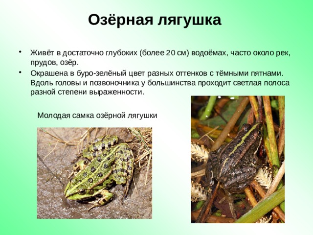Озёрная лягушка Живёт в достаточно глубоких (более 20 см) водоёмах, часто около рек, прудов, озёр. Окрашена в буро-зелёный цвет разных оттенков с тёмными пятнами. Вдоль головы и позвоночника у большинства проходит светлая полоса разной степени выраженности.  Молодая самка озёрной лягушки 