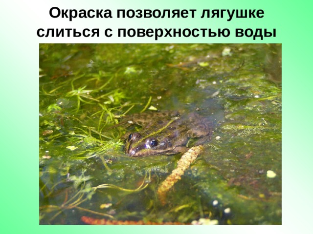 Окраска позволяет лягушке слиться с поверхностью воды 