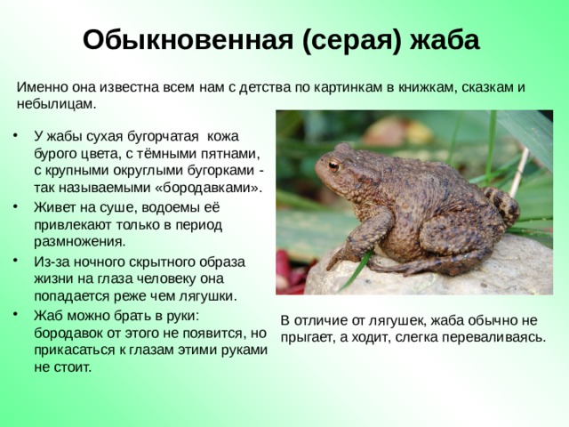 Обыкновенная (серая) жаба Именно она известна всем нам с детства по картинкам в книжкам, сказкам и небылицам.  У жабы сухая бугорчатая кожа бурого цвета, с тёмными пятнами, с крупными округлыми бугорками - так называемыми «бородавками». Живет на суше, водоемы её привлекают только в период размножения. Из-за ночного скрытного образа жизни на глаза человеку она попадается реже чем лягушки. Жаб можно брать в руки: бородавок от этого не появится, но прикасаться к глазам этими руками не стоит. В отличие от лягушек, жаба обычно не прыгает, а ходит, слегка переваливаясь. 
