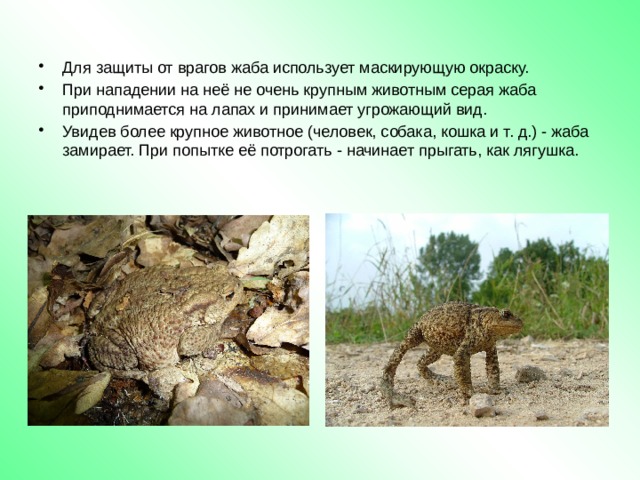 Для защиты от врагов жаба использует маскирующую окраску. При нападении на неё не очень крупным животным серая жаба приподнимается на лапах и принимает угрожающий вид. Увидев более крупное животное (человек, собака, кошка и т. д.) - жаба замирает. При попытке её потрогать - начинает прыгать, как лягушка. 