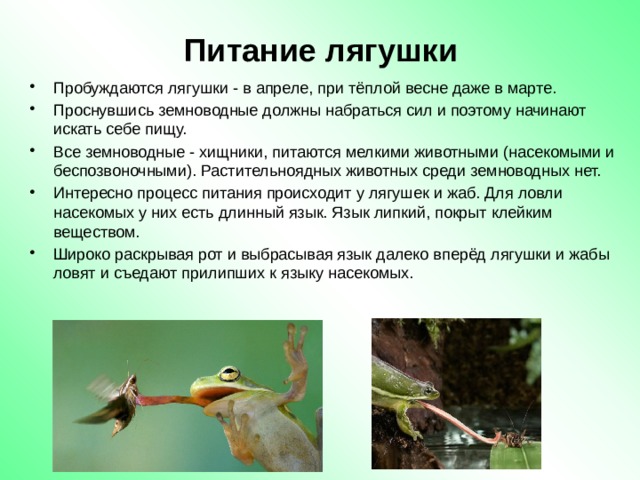 Питание лягушки Пробуждаются лягушки - в апреле, при тёплой весне даже в марте.  Проснувшись земноводные должны набраться сил и поэтому начинают искать себе пищу. Все земноводные - хищники, питаются мелкими животными (насекомыми и беспозвоночными). Растительноядных животных среди земноводных нет. Интересно процесс питания происходит у лягушек и жаб. Для ловли насекомых у них есть длинный язык. Язык липкий, покрыт клейким веществом. Широко раскрывая рот и выбрасывая язык далеко вперёд лягушки и жабы ловят и съедают прилипших к языку насекомых. 