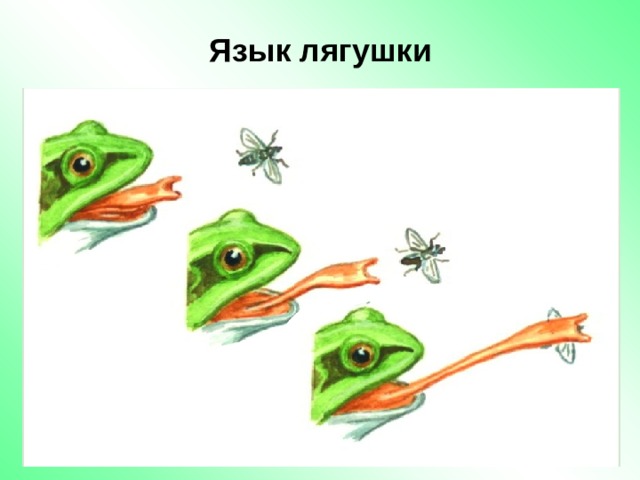 Язык лягушки 