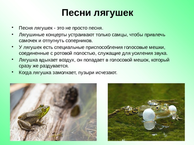 Песни лягушек Песня лягушек - это не просто песня. Лягушиные концерты устраивают только самцы, чтобы привлечь самочек и отпугнуть соперников. У лягушек есть специальные приспособления голосовые мешки, соединенные с ротовой полостью, служащие для усиления звука. Лягушка вдыхает воздух, он попадает в голосовой мешок, который сразу же раздувается. Когда лягушка замолкает, пузыри исчезают. 