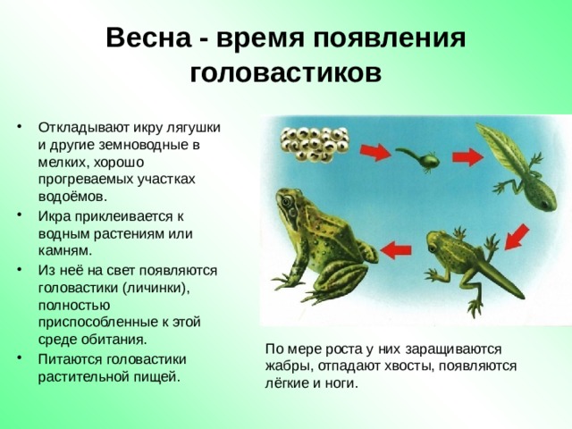 Весна - время появления головастиков Откладывают икру лягушки и другие земноводные в мелких, хорошо прогреваемых участках водоёмов. Икра приклеивается к водным растениям или камням. Из неё на свет появляются головастики (личинки), полностью приспособленные к этой среде обитания. Питаются головастики растительной пищей. По мере роста у них заращиваются жабры, отпадают хвосты, появляются лёгкие и ноги. 