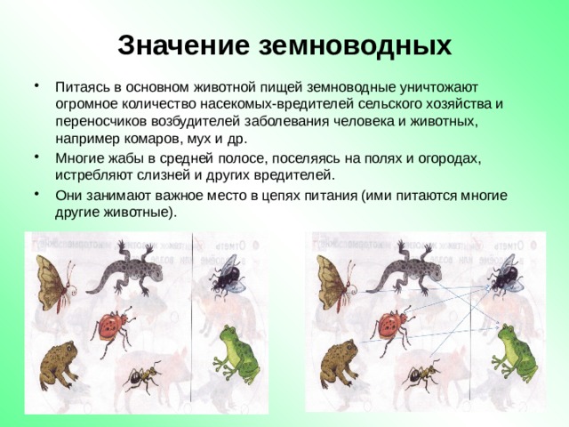 Значение земноводных Питаясь в основном животной пищей земноводные уничтожают огромное количество насекомых-вредителей сельского хозяйства и переносчиков возбудителей заболевания человека и животных, например комаров, мух и др. Многие жабы в средней полосе, поселяясь на полях и огородах, истребляют слизней и других вредителей. Они занимают важное место в цепях питания (ими питаются многие другие животные). 