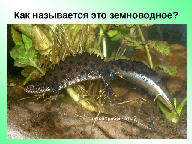 Как называется это земноводное? Тритон гребенчатый 