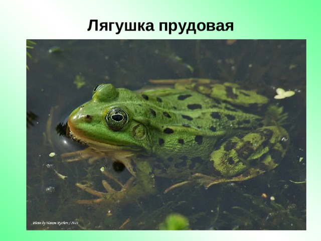 Лягушка прудовая 