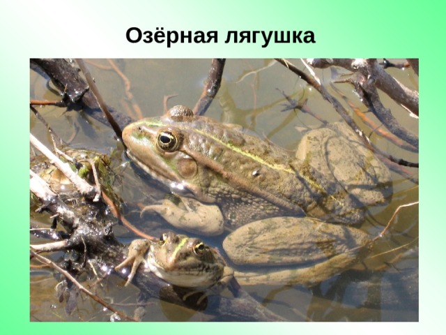 Озёрная лягушка 