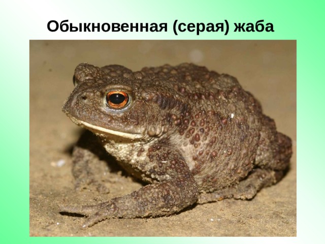 Обыкновенная (серая) жаба 