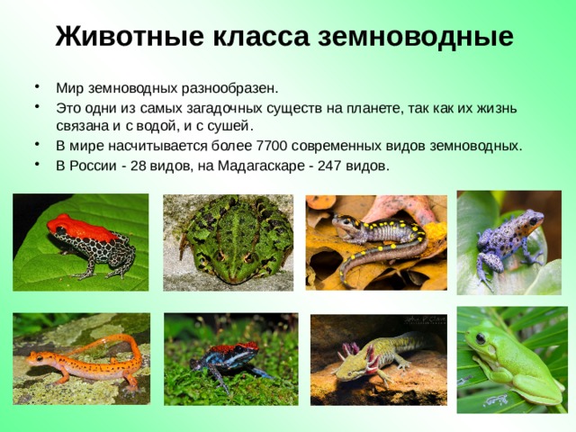 Животные класса земноводные Мир земноводных разнообразен. Это одни из самых загадочных существ на планете, так как их жизнь связана и с водой, и с сушей. В мире насчитывается более 7700 современных видов земноводных. В России - 28 видов, на Мадагаскаре - 247 видов. 