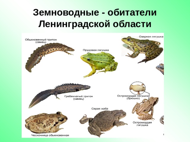 Земноводные - обитатели Ленинградской области 