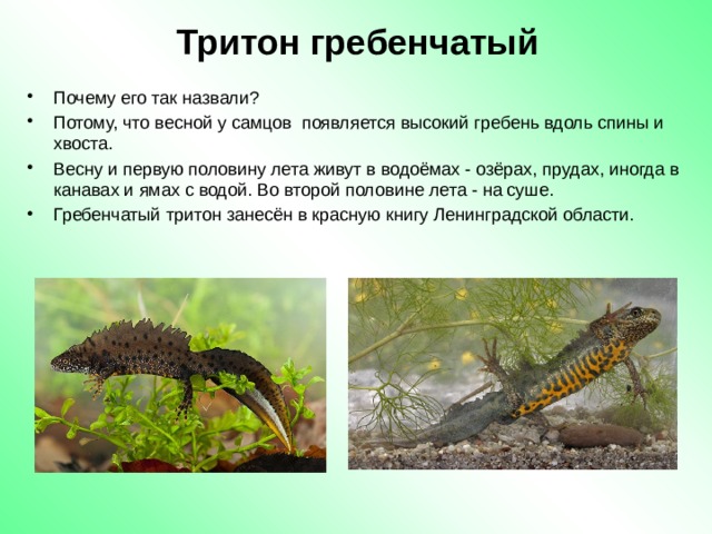 Тритон гребенчатый Почему его так назвали? Потому, что весной у самцов появляется высокий гребень вдоль спины и хвоста.  Весну и первую половину лета живут в водоёмах - озёрах, прудах, иногда в канавах и ямах с водой. Во второй половине лета - на суше. Гребенчатый тритон занесён в красную книгу Ленинградской области. 