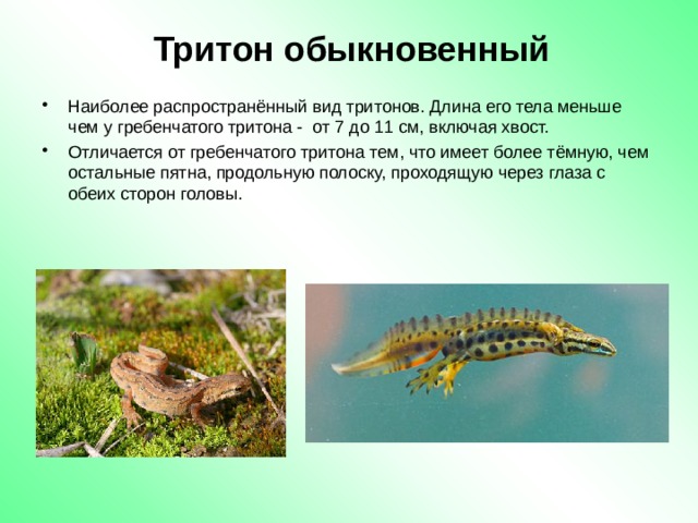 Тритон обыкновенный Наиболее распространённый вид тритонов. Длина его тела меньше чем у гребенчатого тритона - от 7 до 11 см, включая хвост.   Отличается от гребенчатого тритона тем, что имеет более тёмную, чем остальные пятна, продольную полоску, проходящую через глаза с обеих сторон головы. 
