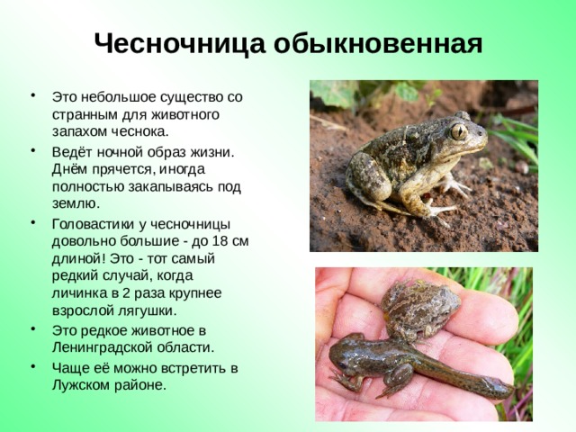 Чесночница обыкновенная Это небольшое существо со странным для животного запахом чеснока. Ведёт ночной образ жизни. Днём прячется, иногда полностью закапываясь под землю. Головастики у чесночницы довольно большие - до 18 см длиной! Это - тот самый редкий случай, когда личинка в 2 раза крупнее взрослой лягушки. Это редкое животное в Ленинградской области. Чаще её можно встретить в Лужском районе.  