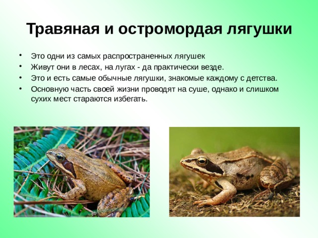 Травяная и остромордая лягушки Это одни из самых распространенных лягушек Живут они в лесах, на лугах - да практически везде. Это и есть самые обычные лягушки, знакомые каждому с детства. Основную часть своей жизни проводят на суше, однако и слишком сухих мест стараются избегать. 
