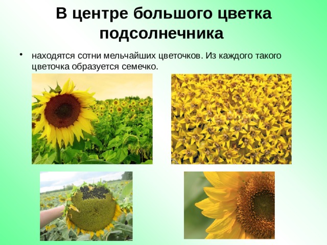 В центре большого цветка подсолнечника находятся сотни мельчайших цветочков. Из каждого такого цветочка образуется семечко.   
