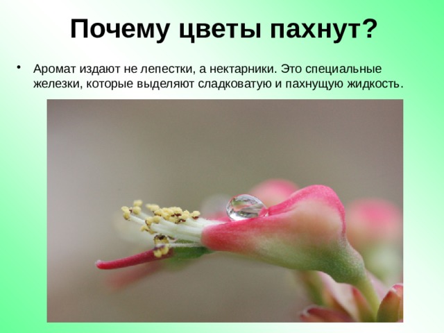 Почему цветы пахнут? Аромат издают не лепестки, а нектарники. Это специальные железки, которые выделяют сладковатую и пахнущую жидкость. 