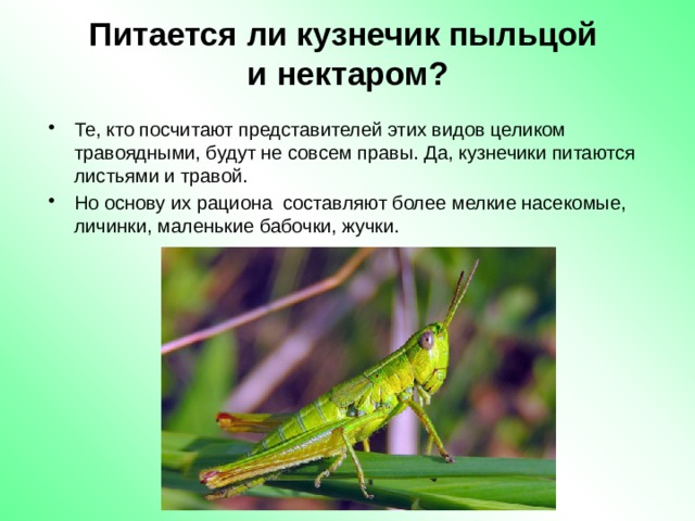 Питается ли кузнечик пыльцой  и нектаром? Те, кто посчитают представителей этих видов целиком травоядными, будут не совсем правы. Да, кузнечики питаются листьями и травой. Но основу их рациона  составляют более мелкие насекомые, личинки, маленькие бабочки, жучки. 