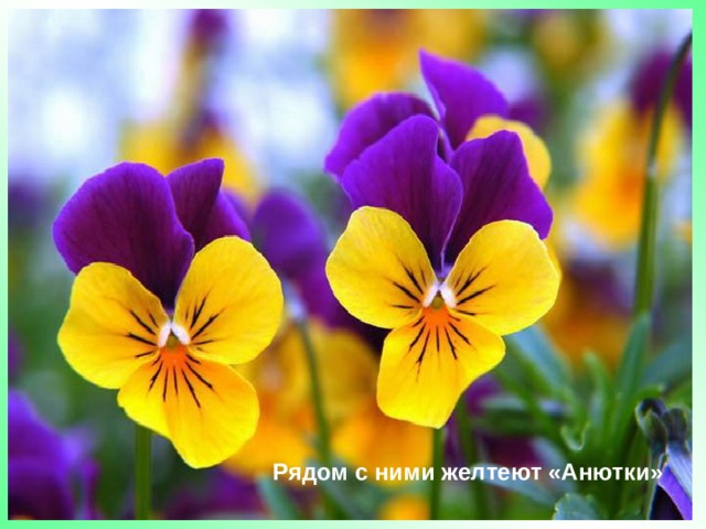 Рядом с ними желтеют «Анютки» 
