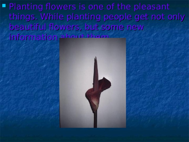 Planting flowers is one of the pleasant things. While planting people get not only beautiful flowers, but some new information about them. 
