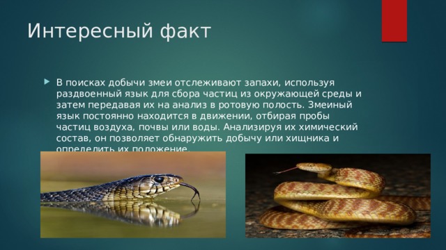 Интересный факт В поисках добычи змеи отслеживают запахи, используя раздвоенный язык для сбора частиц из окружающей среды и затем передавая их на анализ в ротовую полость. Змеиный язык постоянно находится в движении, отбирая пробы частиц воздуха, почвы или воды. Анализируя их химический состав, он позволяет обнаружить добычу или хищника и определить их положение. 
