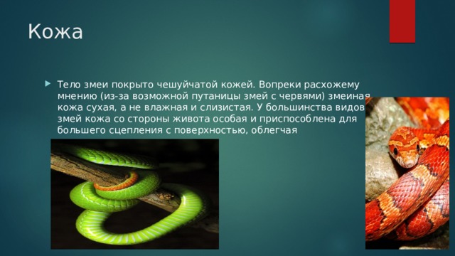 Кожа Тело змеи покрыто чешуйчатой кожей. Вопреки расхожему мнению (из-за возможной путаницы змей с червями) змеиная кожа сухая, а не влажная и слизистая. У большинства видов змей кожа со стороны живота особая и приспособлена для большего сцепления с поверхностью, облегчая перемещение. 